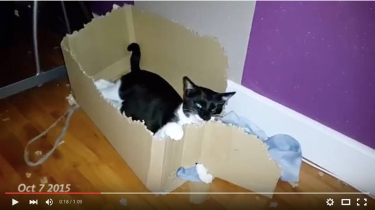 ものっすごく 根気強いネコ 現る 段ボール箱を3カ月でバラバラに破壊したネコの動画がすげーニャー 15年12月22日 エキサイトニュース