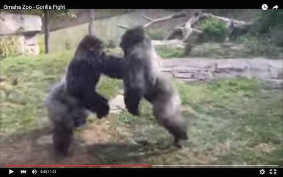 衝撃格闘動画 ゴリラ Vs ゴリラがスーパーサイヤ人同士のバトルに見えるほどのド迫力 16年1月19日 エキサイトニュース