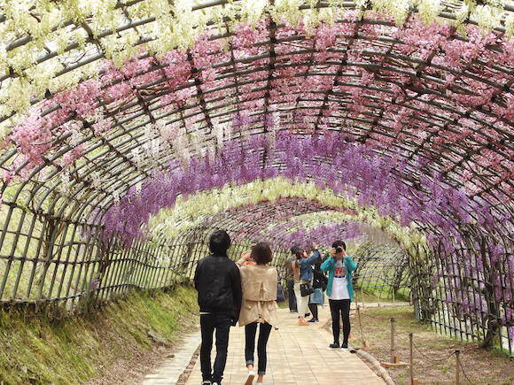 期間限定 人生で一度は見るべきと噂の絶景 河内藤園 に行ってみた 福岡県北九州市 16年4月28日 エキサイトニュース