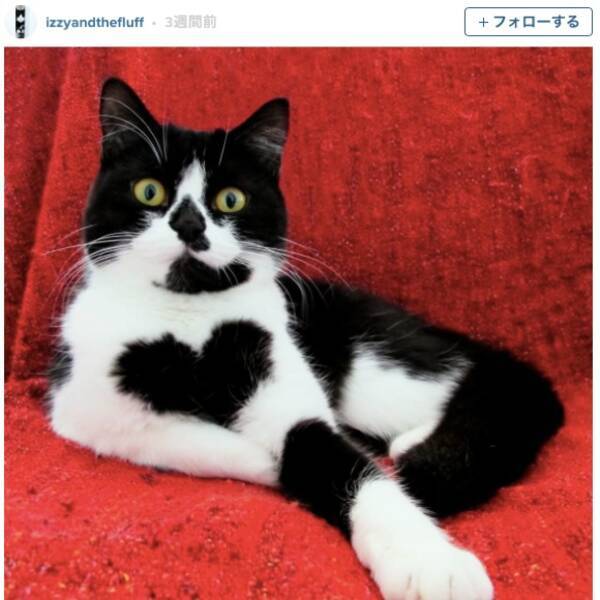 奇跡ニャ 胸に 大きなハートマーク模様 があるニャンコが大 人 気 16年6月5日 エキサイトニュース