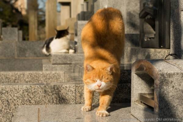 日本の猫 を撮らせたら世界一 味わい深 い猫写真だらけの Instagram で話題 ぶさにゃん 写真家 沖昌之さんに話を聞いてみた 16年6月11日 エキサイトニュース