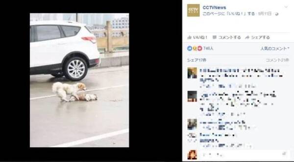 目がウルウル 車にひかれた犬に寄り添うワンコの写真に涙 ネットの声 だから人間よりも犬が好き 16年9月17日 エキサイトニュース