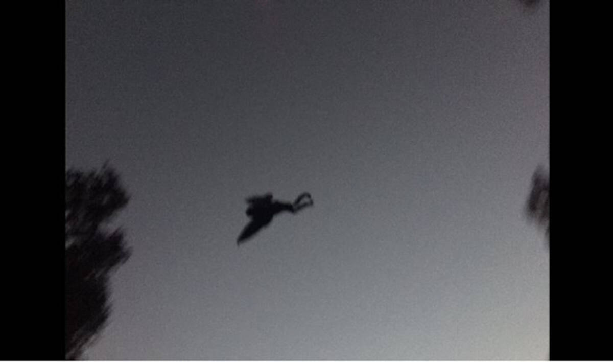 Uma画像 よ く見て アメリカで 蛾人間 と呼ばれる謎の生物が激撮されたと話題 16年12月3日 エキサイトニュース