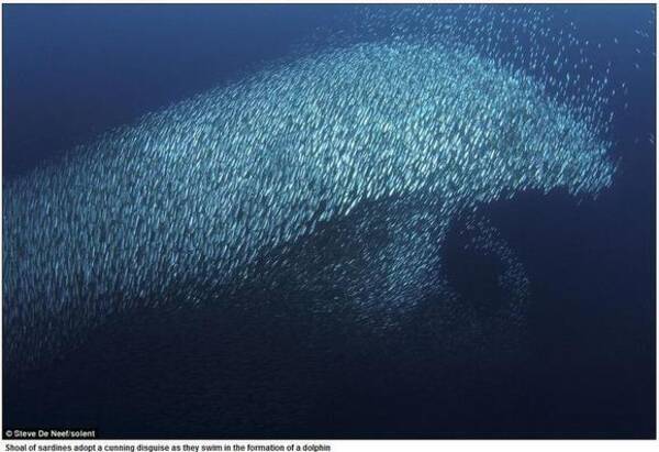 イワシの群れが作った神秘的な イルカ 11年4月8日 エキサイトニュース