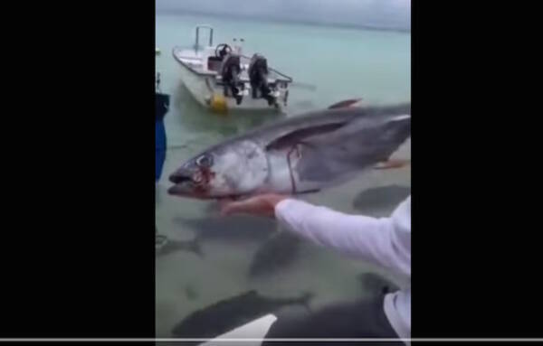 恐怖 大型肉食魚がいる中にエサを投げ込んだ映像がマジで地獄絵図だと話題 17年5月23日 エキサイトニュース