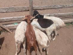 Tds ニモとスマホで隠れんぼ 壁紙が貰えるtdr初のプログラムがスタート 17年5月31日 エキサイトニュース