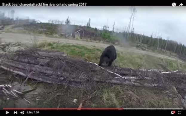衝撃映像 家に侵入したクマが突進してくる動画 見ているだけで クマに襲われる恐怖 をリアルに実感 16年8月7日 エキサイトニュース