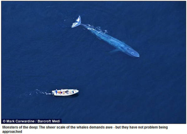 世界一フレンドリーなクジラたち 2011年5月7日 エキサイトニュース