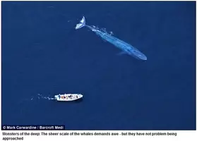 年以上も独りぼっちで歌い続ける 世界一孤独なクジラ を探せ ロンリーなクジラ発見プロジェクトが盛り上がっているぞ 15年2月19日 エキサイトニュース
