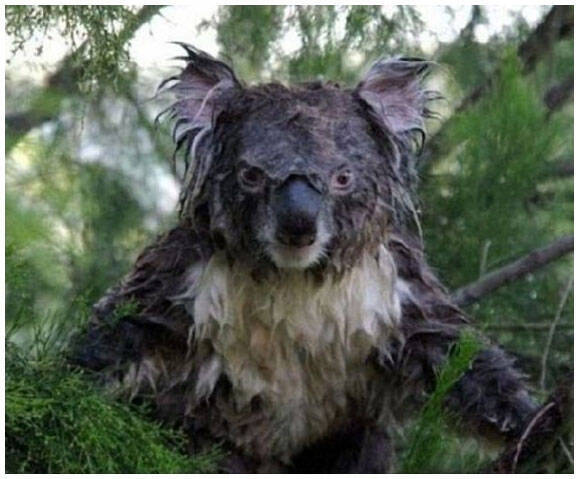 濡れたコアラはド迫力 動物たちのズブ濡れ写真 11年5月19日 エキサイトニュース