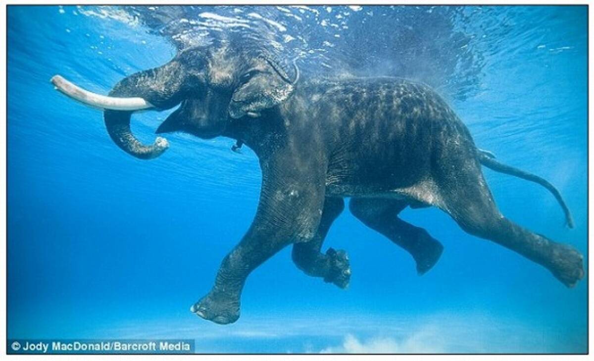 ゾウだって泳ぐんだゾウ 11年5月25日 エキサイトニュース