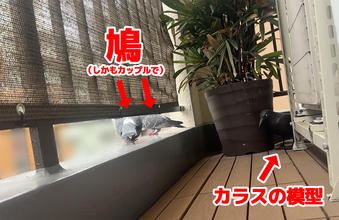 【証拠写真あり】鳩よけのカラス、まったく役に立たず