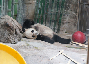 大阪出身の私が北京動物園でパンダを見た正直な感想「近鉄線沿いにいっぱいいる」