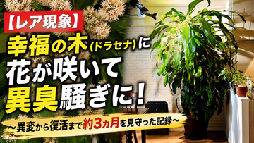 【レア現象】幸福の木（ドラセナ）に花が咲いて異臭騒ぎに！ ～異変から復活まで約3カ月を見守った記録～