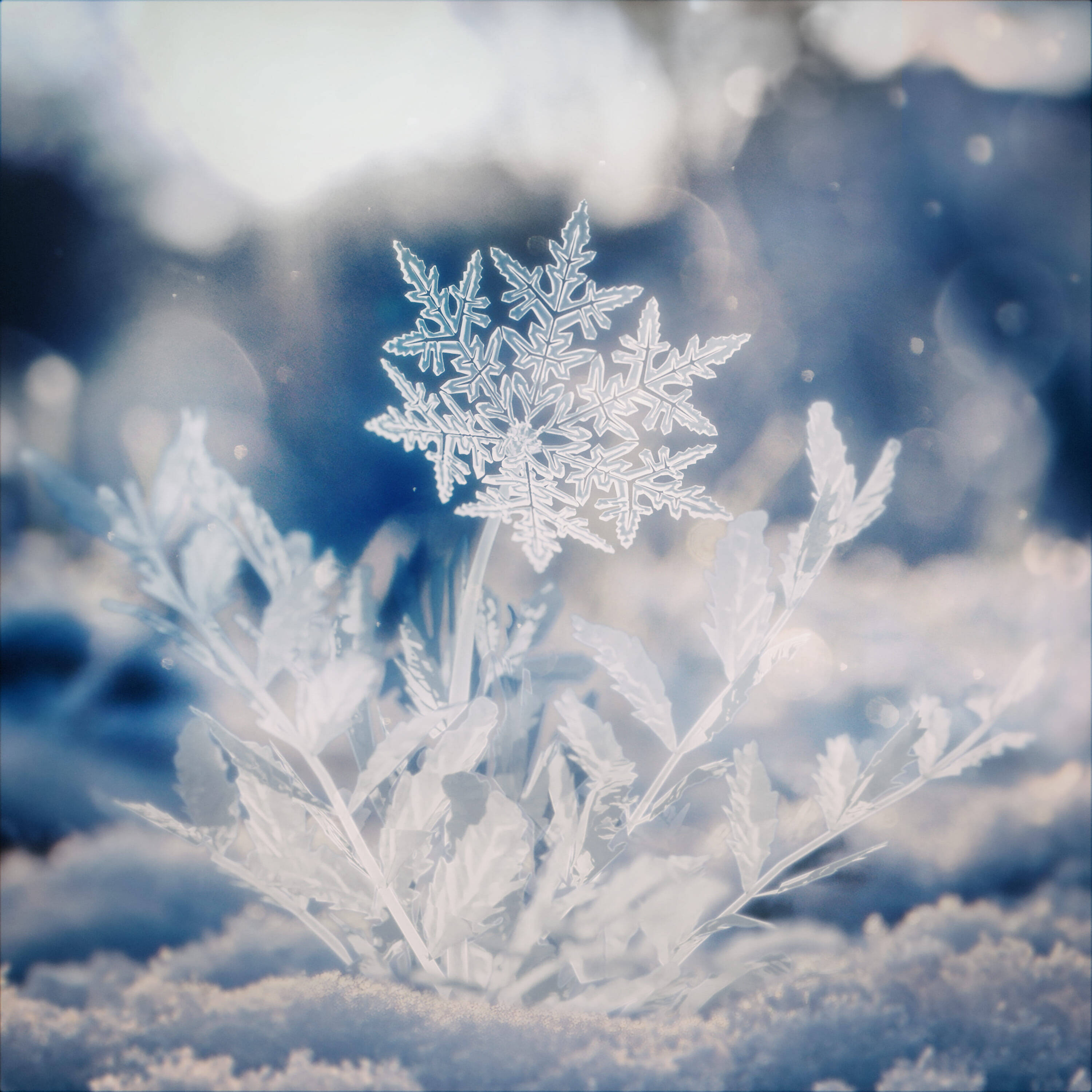 Aile The Shota、四季シリーズ最終章「ハナユキ」を語る　“平成J-POPど真ん中”で描く家族愛