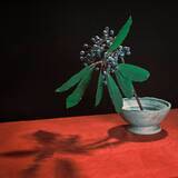 「indigo la End武道館2daysレポート　15年の歩みを総括し、バンドは新しい未来へ」の画像13