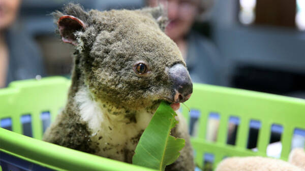 オーストラリア森林火災 ニューサウスウェールズ州ではコアラ数千頭が犠牲に 年1月11日 エキサイトニュース