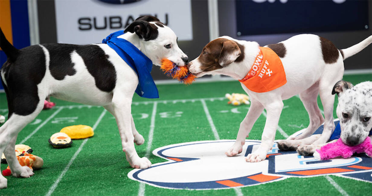 子犬たちのアメフト大会 パピーボウル が今年も開催 21年1月9日 エキサイトニュース