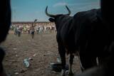「世界でもっとも危険な遊戯、コロンビアの闘牛「コラレハ」衝撃ルポ」の画像8