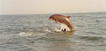 イルカに性的暴行？　動物愛護活動家による疑惑の真相とは 英