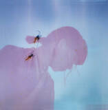 「Black Country, New Road、青葉市子、betcover!!柳瀬白瀬──日本で共演する3組の繋がりと親和性【徹底解説】」の画像9