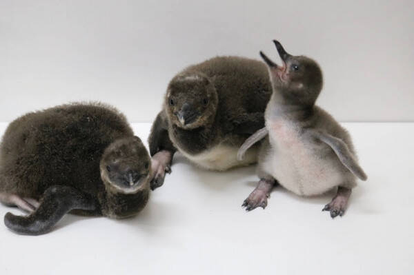 すみだ水族館に8年連続ペンギンの赤ちゃんが仲間入り 3羽のマゼランペンギンの赤ちゃんが誕生 年5月13日 エキサイトニュース
