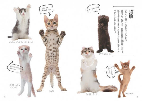 世界中で愛される美しすぎる猫図鑑 発売 48種454匹の猫を美麗な写真とともに紹介 年7月11日 エキサイトニュース