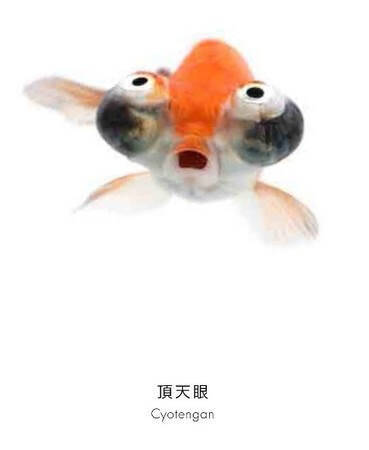 ちょっと笑える魚たちの真正面に釘付け！ 世界初の魚の顔図鑑『うおづら』発売！