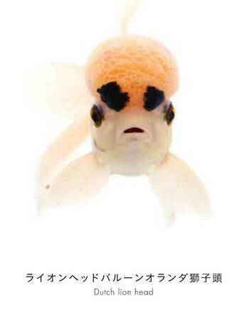 ちょっと笑える魚たちの真正面に釘付け！ 世界初の魚の顔図鑑『うおづら』発売！