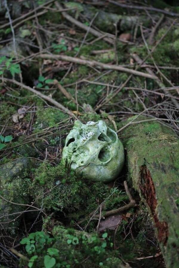 死体の前で食事 人類滅亡を待つ人々 最恐エピソード大暴露 青木ヶ原樹海で死体を探す男 樹海のkさんトークイベント配信決定 年12月8日 エキサイトニュース