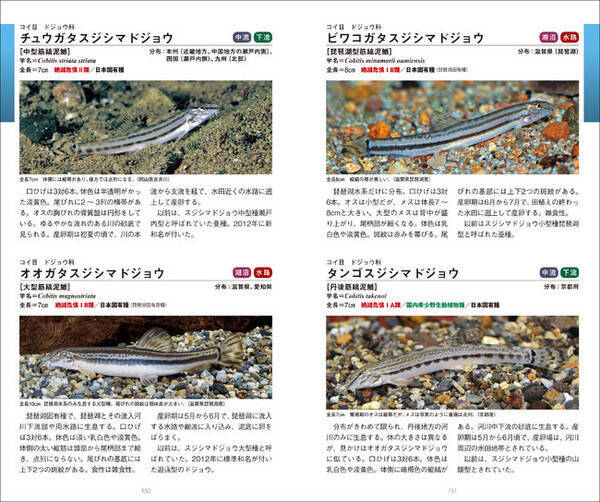 220種以上の淡水魚の生態、生息環境紹介、『日本の淡水魚図鑑』発売！