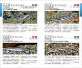 「220種以上の淡水魚の生態、生息環境紹介、『日本の淡水魚図鑑』発売！」の画像4