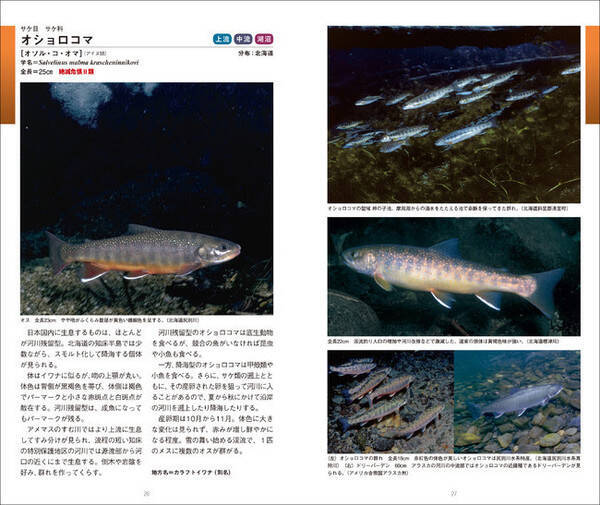 220種以上の淡水魚の生態、生息環境紹介、『日本の淡水魚図鑑』発売！