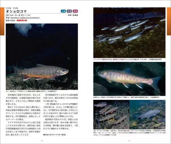 「220種以上の淡水魚の生態、生息環境紹介、『日本の淡水魚図鑑』発売！」の画像
