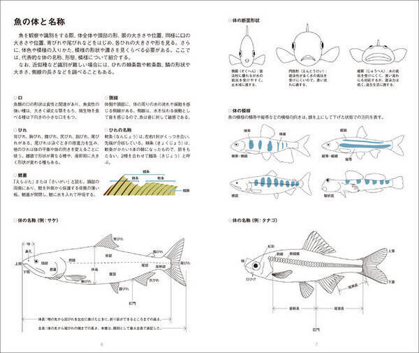 2種以上の淡水魚の生態 生息環境紹介 日本の淡水魚図鑑 発売 21年9月3日 エキサイトニュース