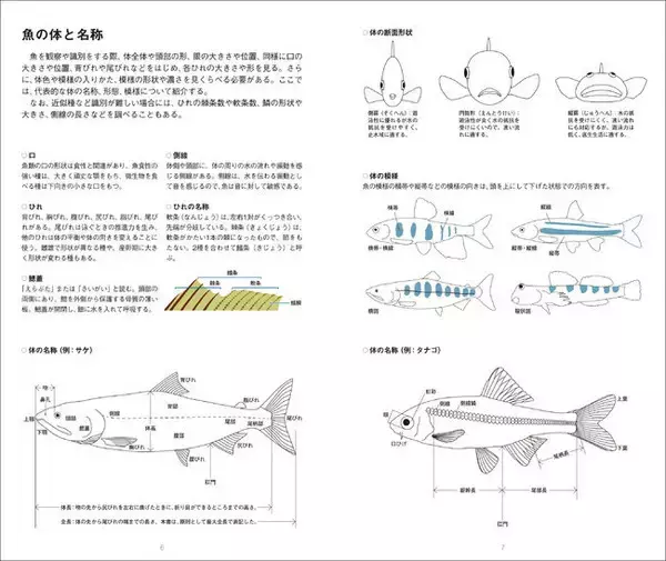 「220種以上の淡水魚の生態、生息環境紹介、『日本の淡水魚図鑑』発売！」の画像