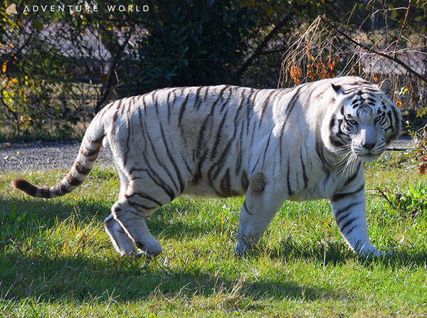 初寅詣 22 開催 縁起の良い干支のホワイトタイガーと出会える 21年12月23日 エキサイトニュース