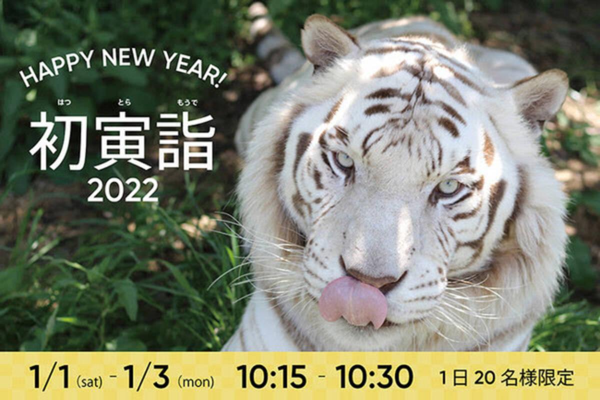 初寅詣 22 開催 縁起の良い干支のホワイトタイガーと出会える 21年12月23日 エキサイトニュース