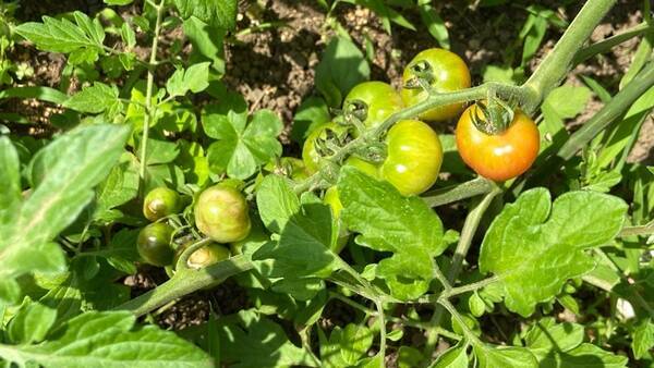 レタスにトマト ハーブ類 家庭菜園で8種類の野菜を育ててきた私が選ぶ 特に育てやすかった野菜たち マイ定番スタイル 21年6月24日 エキサイトニュース