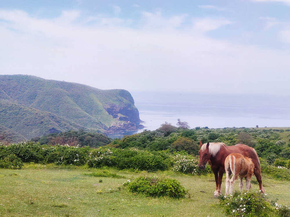 【Safari Travel】何もしないために訪れたい。 神々と大地の記憶が息づく隠岐で過ごす、大人のリトリート旅
