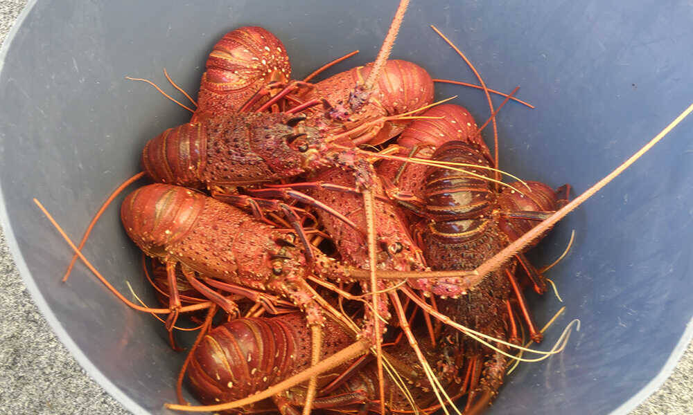 海の恵みと大地の神秘を巡る！ 西オーストラリア州の美食クルーズ＆絶景の奇岩群を満喫