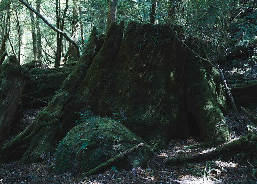 世界初！　“屋久杉”の樽で熟成するウイスキーが発売！