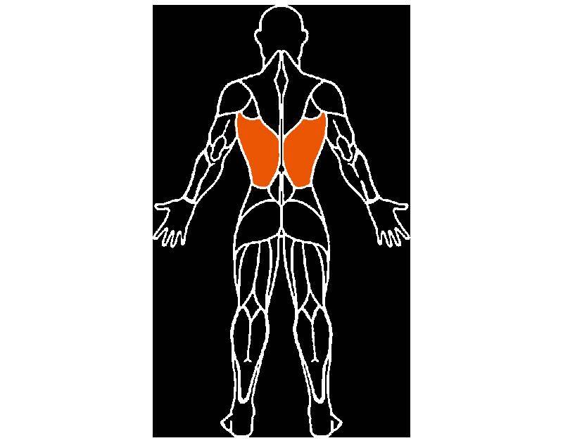 トータルワークアウト “正しく効く”ボディメイク！“正しく効く”ボディメイク！ 広背筋