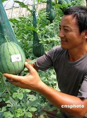 英語を書けるクモ出現 W や M をウェブで披露 安徽 11年6月23日 エキサイトニュース