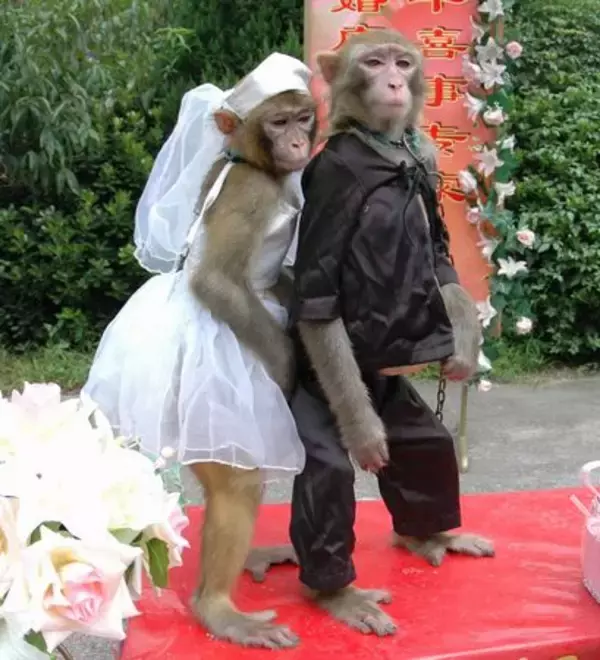 動物の合同結婚式…お猿の夫婦は亭主関白？