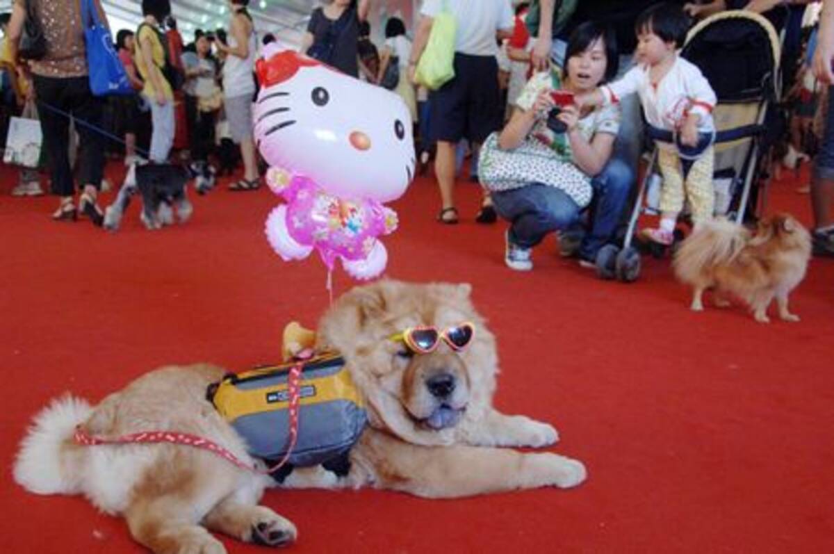 食用犬も今や 家族の一員 に 広州市でペット祭り 08年10月2日 エキサイトニュース
