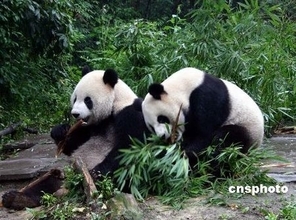 パンダのゲノム解読に成功、「白黒模様」の秘密にメス