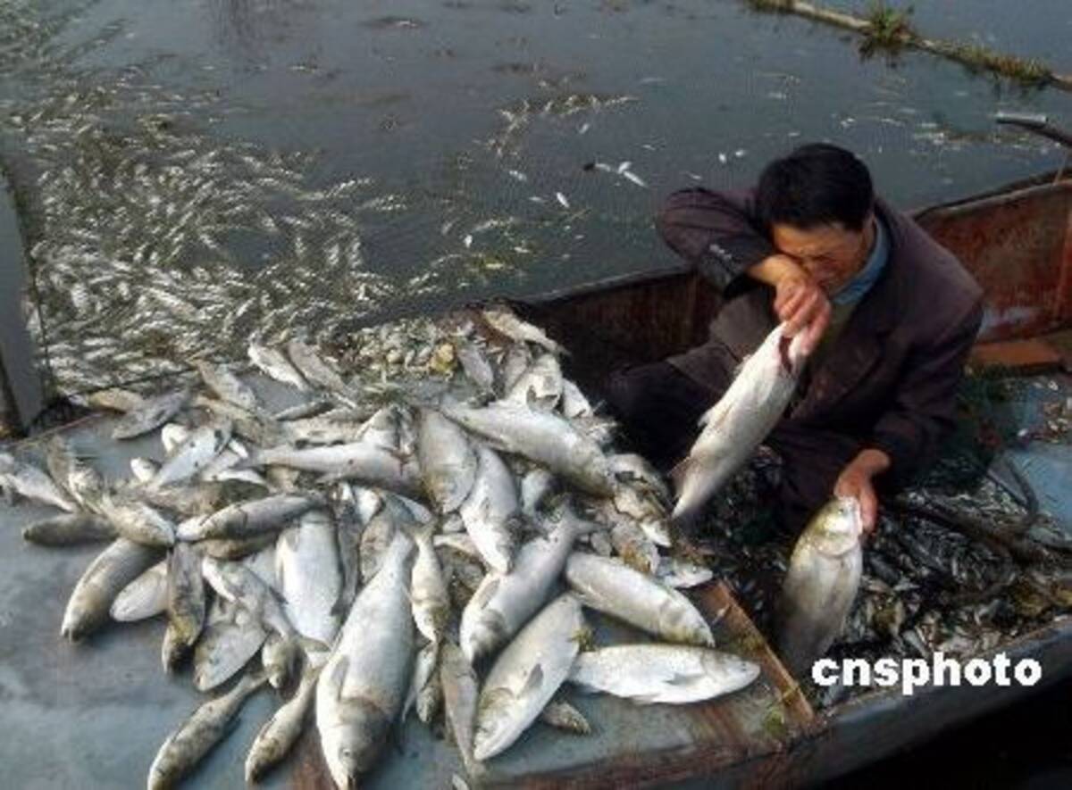 魚 大量死 で号泣する養殖業者 山東省 工場排水 08年10月30日 エキサイトニュース