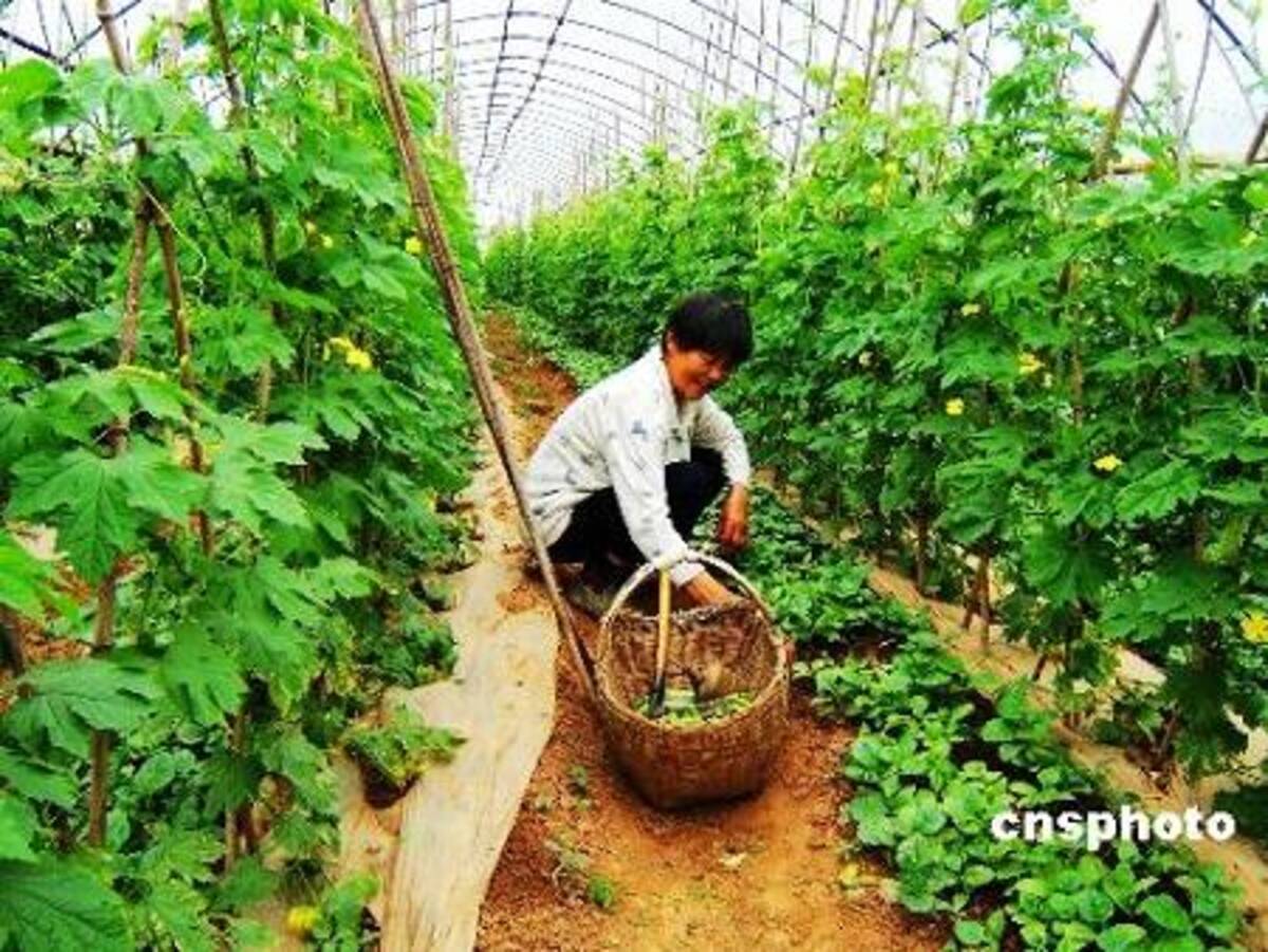 農業大国中国 世界の野菜の49 が中国産 08年11月29日 エキサイトニュース