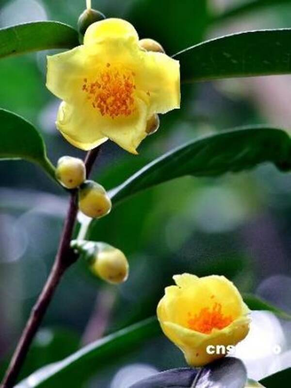 世界でも珍しい植物 金花茶 が開花 広西 09年2月11日 エキサイトニュース